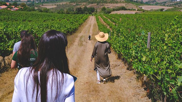 Blending e prova de três vinhos | Quinta da Folgorosa
