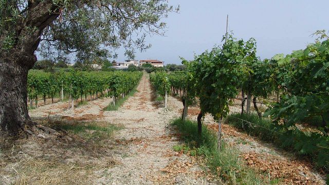Tenuta Dioscuri: A Legacy of Fine Wines