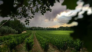 The Super Toscani