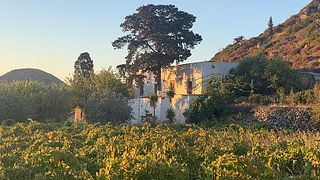 Aegean Islands Wine & Agroecology Tour at Patoinos