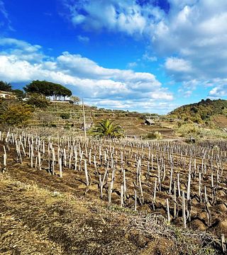 Cata de cinco vinos con aperitivos en la bodega Biondi