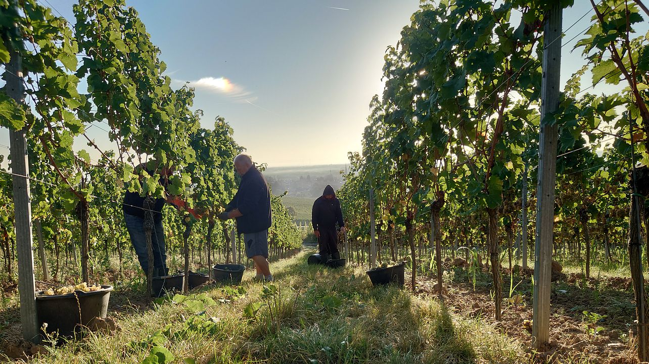 Piccola Degustazione | Azienda vinicola Hanewald-Schwerdt
