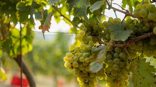 Discover Piedmont Wines in a Natural Vineyard Amphitheatre