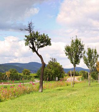 Bioland-Weingut Gerhard Schwarztrauber