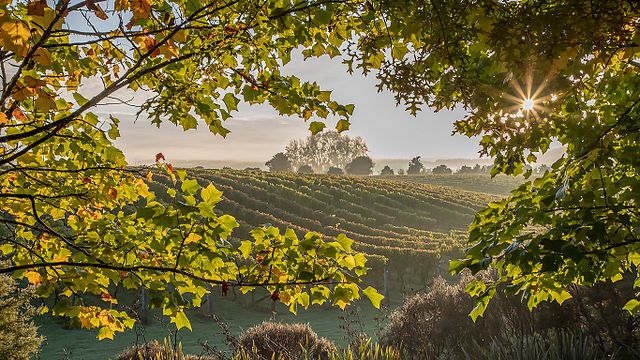 Westbrook Winery: A Taste of Auckland's Heritage