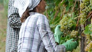 Enjoy Piedmont’s Aged Gavi Elegance at Broglia
