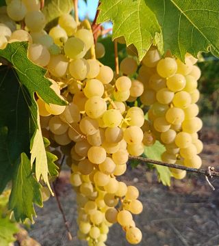 Juste une gorgée de vin à Filarole
