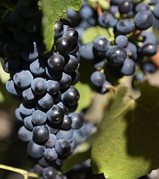 Degustazione di vini presso l'azienda vinicola Montara