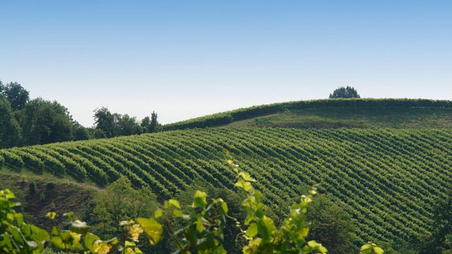 Dea-Rivalta Winery