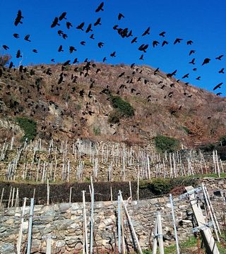 Lombardy’s Valtellina Wine & History Escape
