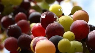 Degustazione e tour di vini in Via Vinera