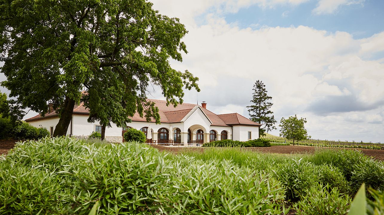 Degustazioni di vini e essenze Tokaj