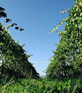 Visite privée premium de Vinho Verde : visite de 2 établissements vinicoles avec dégustation de vins et de fromages et déjeuner