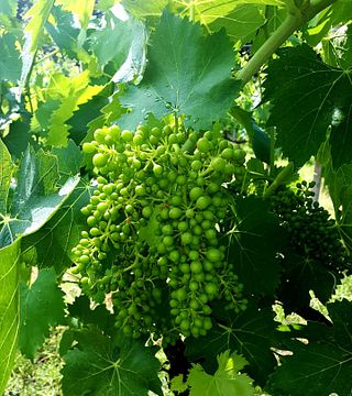 Visita guiada e degustação de vinhos na Cantina Brugnoni