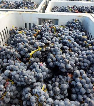 Cata de vinos populares en Domaine Moissenet-Bonnard