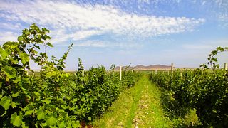 Voskeni Wines: A Legacy of Quality
