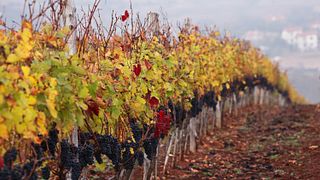 La Route des Vins Mousseux