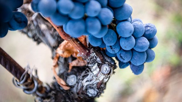Visita guiada privada com degustação de vinhos e almoço na Toscana saindo de Roma