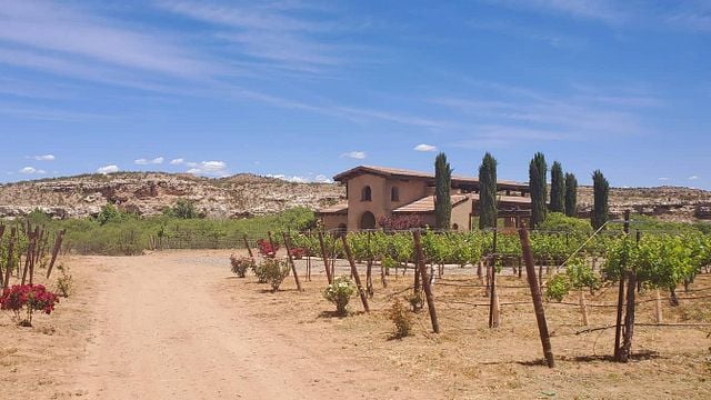 Alcantara Vineyards