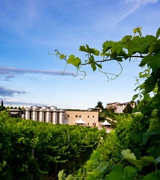 Entre vinhedos, vinícolas e tradição: degustação de vinhos no coração do Prosecco.