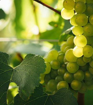 Maison Ruinart: The Birthplace of Champagne
