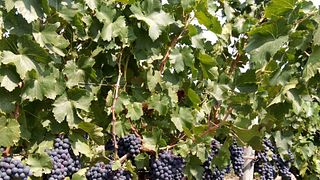 Degustazione di vini e visita al Freire Lobo Unipessoal