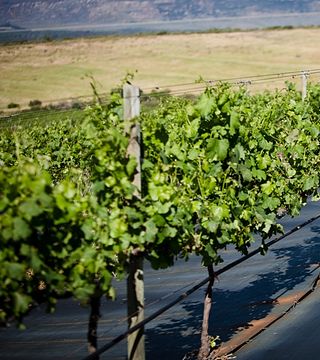 Waverley Hills Organic Wine Farm