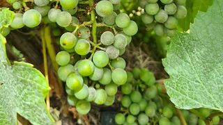Bodega Sossego