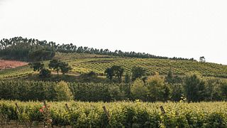 Übernachten Sie im Quinta do Porto Nogueira von Romana Vini