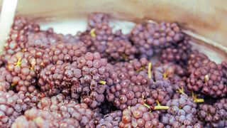 Weingut Gregor & Thomas Schätzle