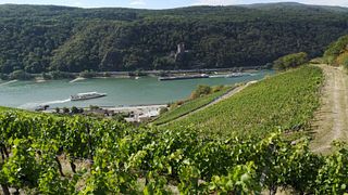 Weingut Robert König