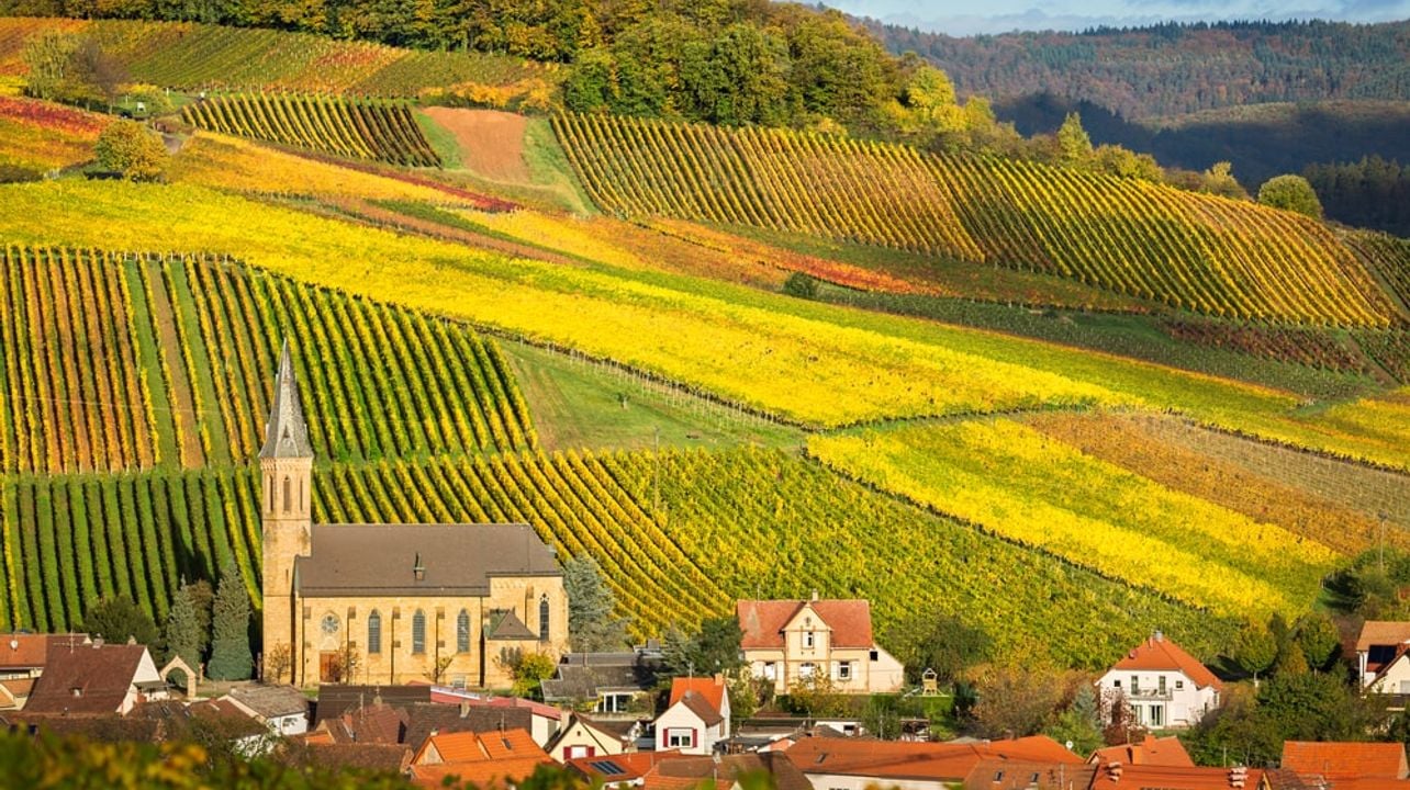 Exclusive Tour with Wine Tasting in the Vineyard