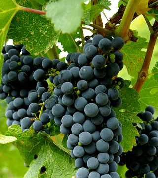Enjoy Campania Wines from Native Grape Varieties
