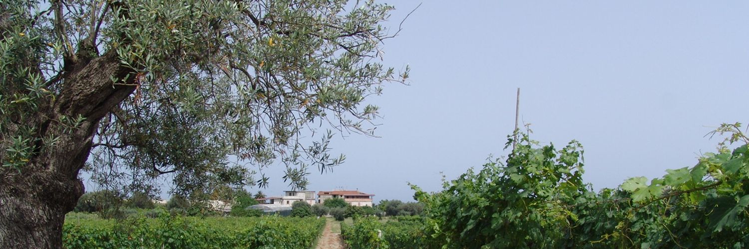 10 Vigneto
