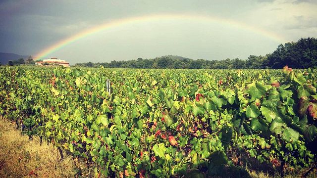 Discover Tuscan Volcanic Wines Fermented in Amphorae