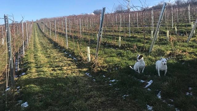 Online Weinprobe und Tour im Chumbderhof
