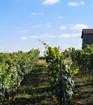 Dégustation de vins à la cave Adega Ferreiros