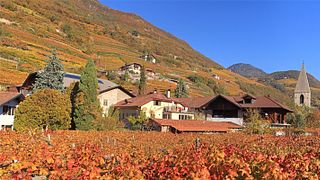 Passeio pelos vinhedos e degustação de vinhos com uma refeição típica tirolesa junto com a degustação | Weingut Plonerhof - St. Magdalena