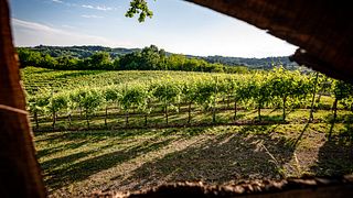 Veneto Prosecco Hills Tour & Tasting