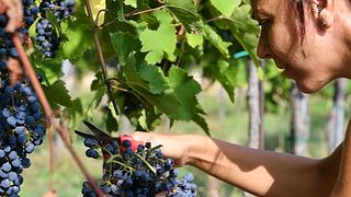 Vivez la récolte à l'Azienda Agricola Calatroni