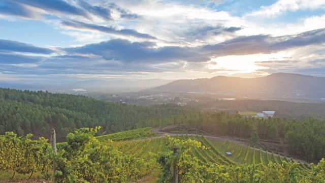 Experiencia del Vino Albarino. Rías Bajas