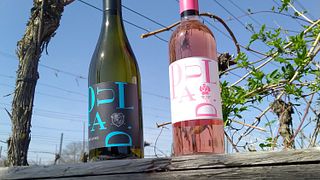 Vinprovning och middag på Weingut Paul D