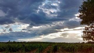 Wine tasting and tour at Mas Alart