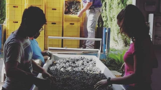 Degustazione di vini e tour alla cantina Lunares
