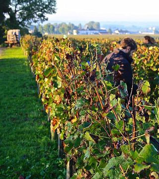 Cata de vinos y visita al Château Coutet Saint-Emilion