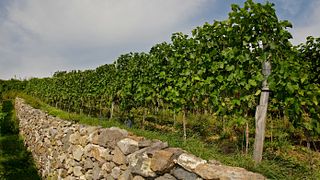 Dégustation de vins au Weingut Bertram Isele