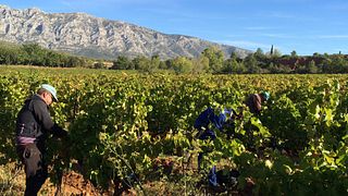 Weinprobe und Führung im Domaine Richeaume