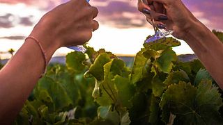 A Essência de Nadal - Degustação de Vinhos e Tour por Adega Antiga