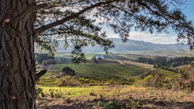 Whalehaven Wines