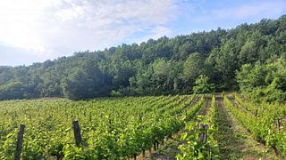 Cata de vinos en la bodega Peshkov